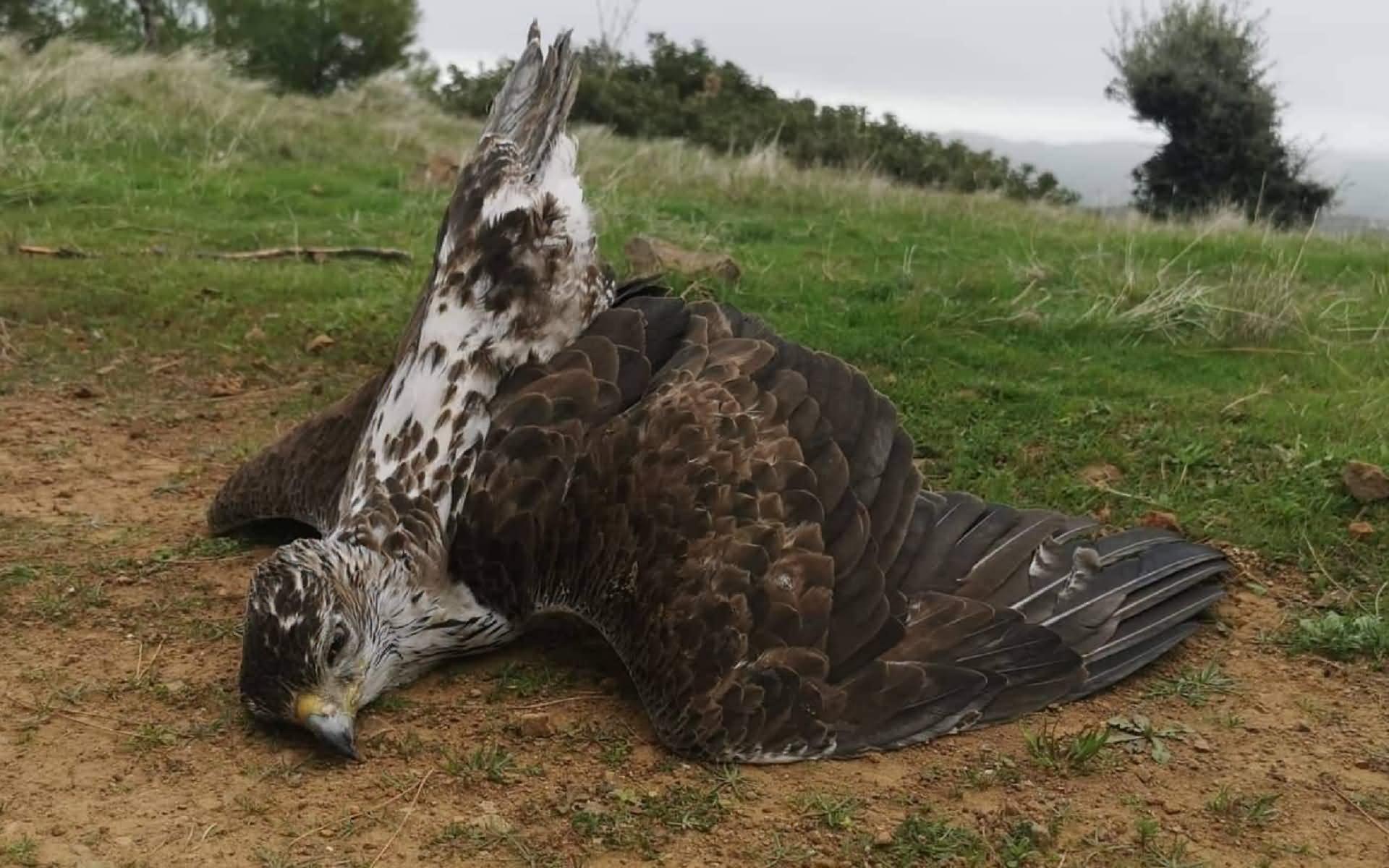 Σύλλογος Ελληνικής Ιερακοθηρίας