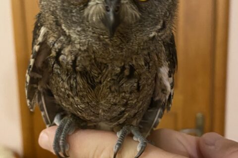 Διάσωση και επανένταξη νεαρού Γκιώνη στη Ρόδο.